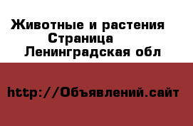  Животные и растения - Страница 43 . Ленинградская обл.